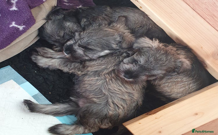 Miniature Schnauzer dogs - Advert 1