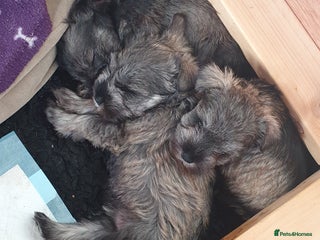 Miniature Schnauzer dogs - Advert 27