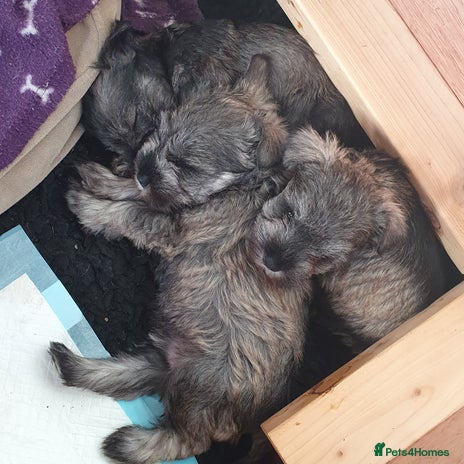 Miniature Schnauzer dogs - Advert 1