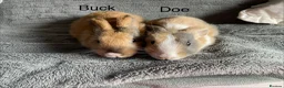 Harlequin rabbits for sale: Harlequin Buck and doe  - Advert 2