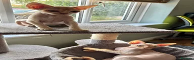 Devon Rex 1