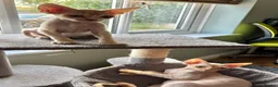 Devon Rex cats for sale: Ready now. GCCF registered and health tested. - Advert 9