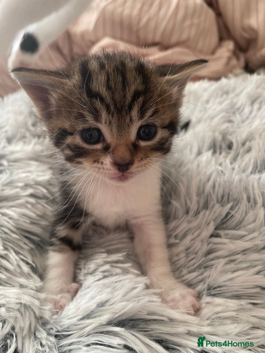 Mixed Breed cats for sale: Mixed kitten  - Advert 2