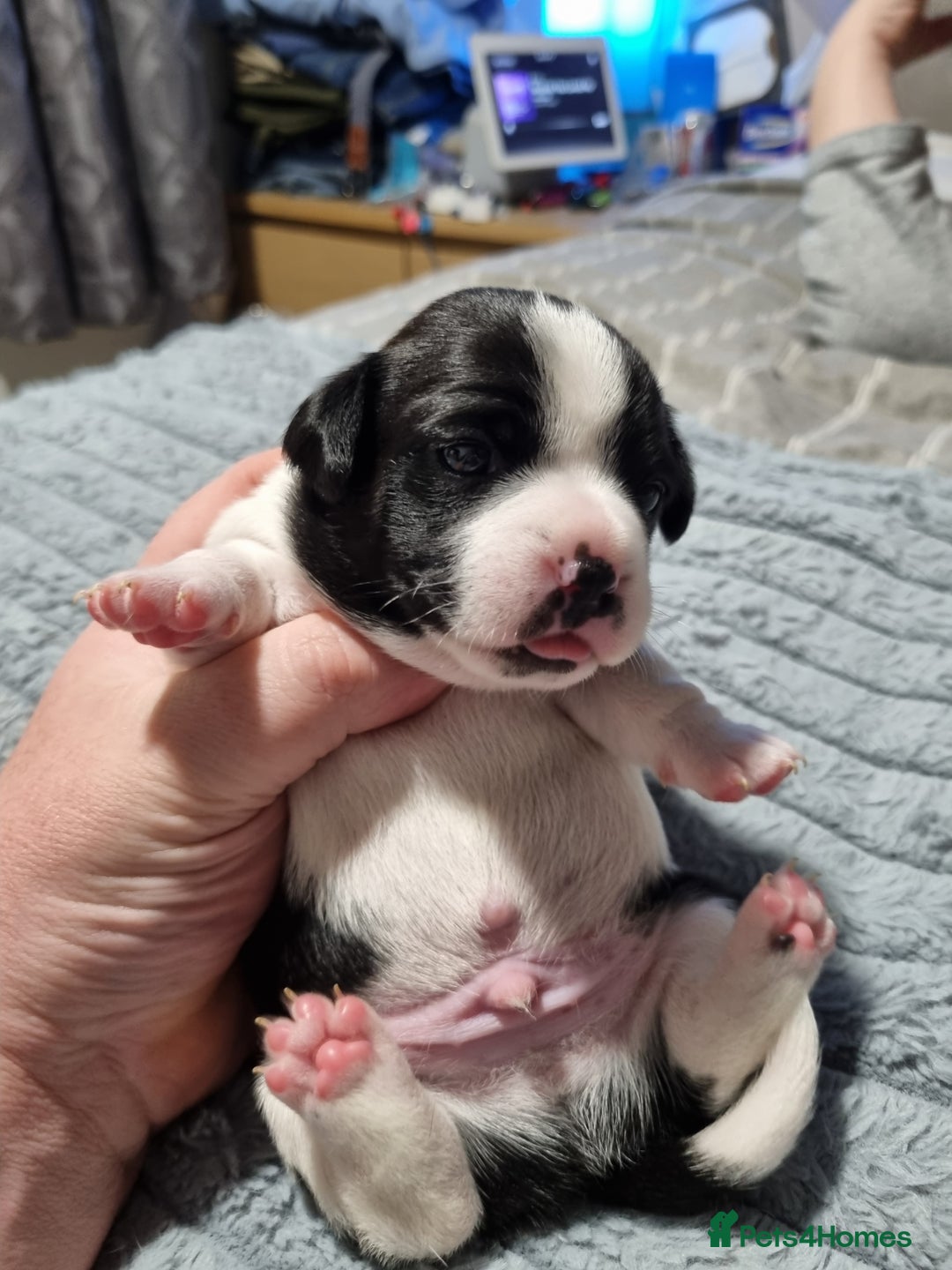 Jack Russell dogs for sale: Jack Russell X Shih Tzu Puppies - Advert 7