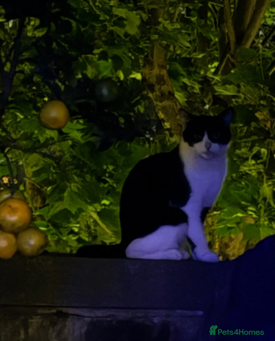 British Shorthair cats for sale: Chloe in London - Advert 5