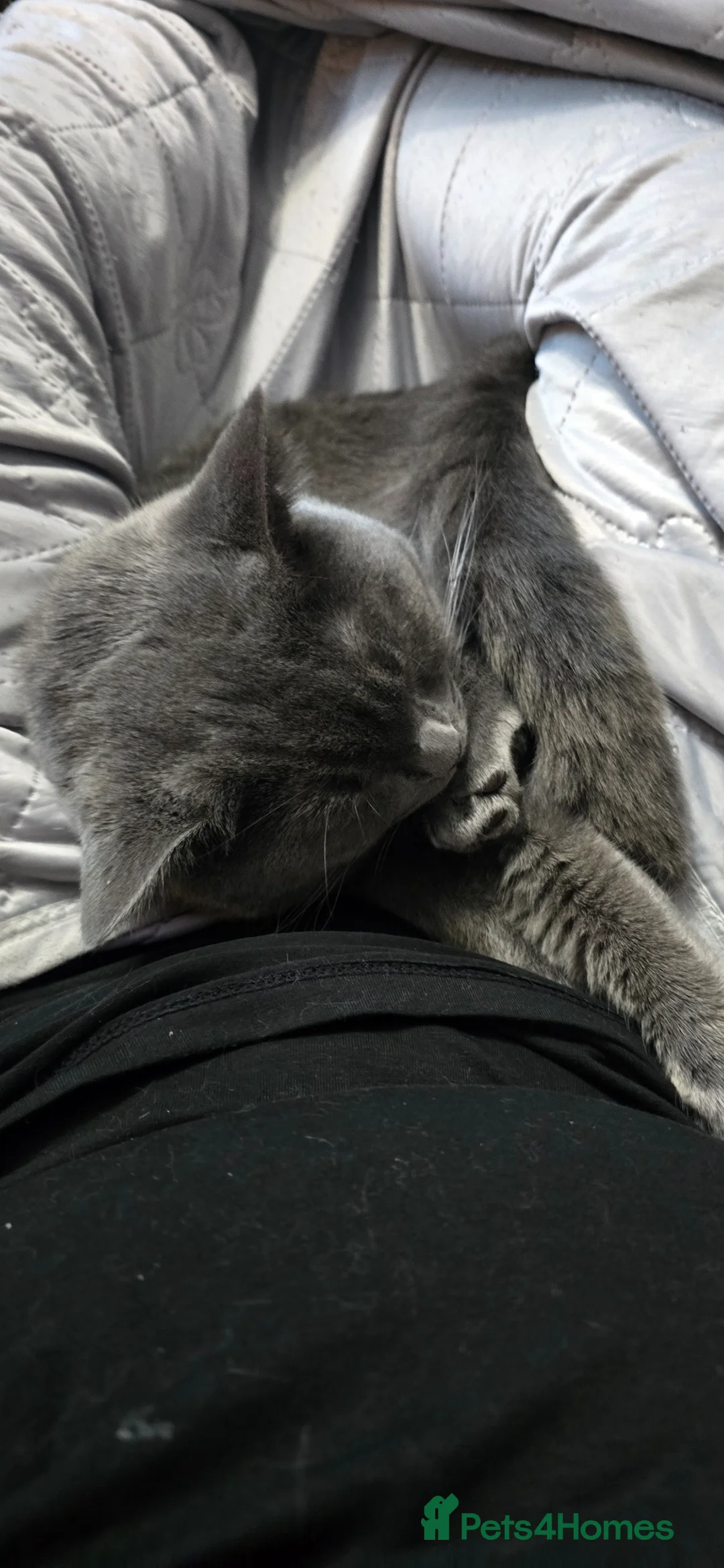 Scottish Fold cats for sale: Scottish fold x Ragdoll  - Advert 2