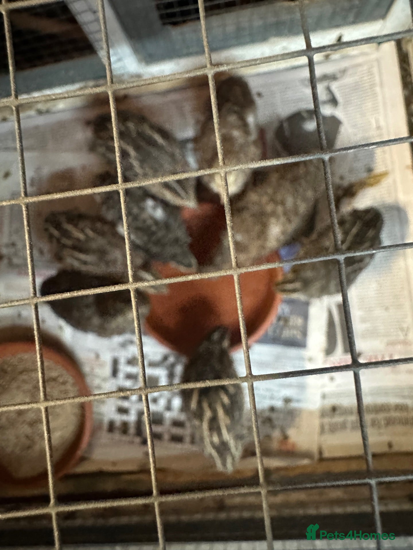 Parakeets birds Quails  - Advert 5