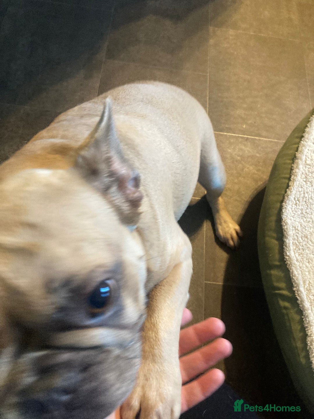 French Bulldog dogs for adoption: 💖DORA-Betrayed Many Times, But Still Loving💖 - Advert 5