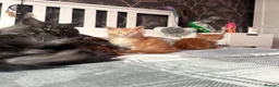 Maine Coon cats for sale: BEAUTIFUL MAINE COON KITTENS LOOKING FOR NEW HOME - Advert 12