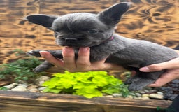 French Bulldog dogs for sale: Fluffy frenchies  - Image 10