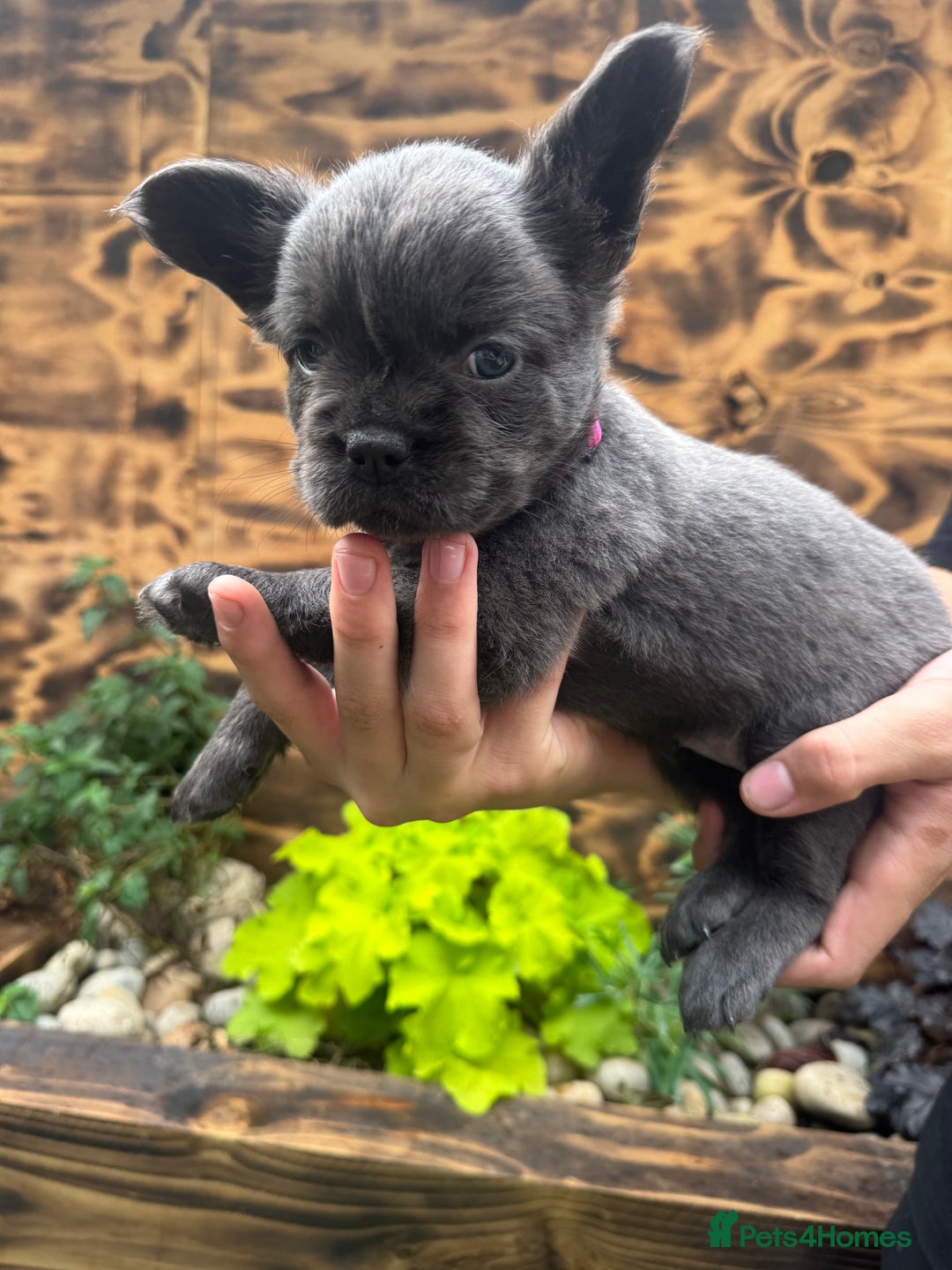 French Bulldog dogs for sale: Fluffy frenchies  - Image 10
