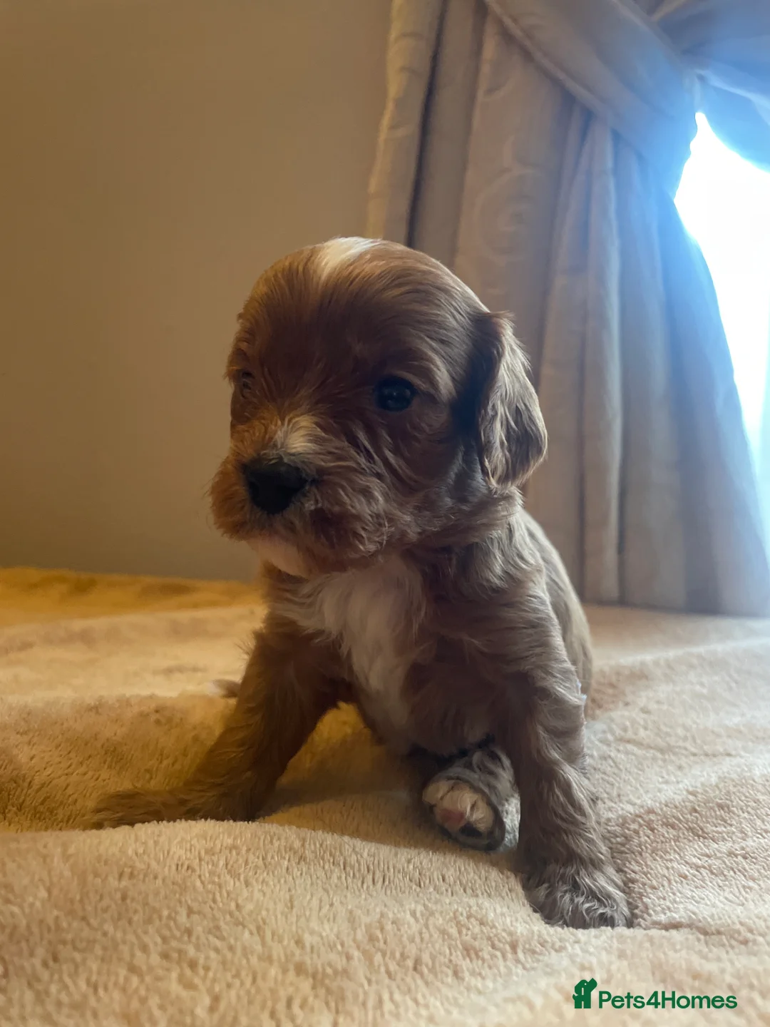 Cavapoo dogs for sale: Beautiful cavapoo puppies  - Advert 8