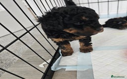 Toy Poodle dogs for sale: KC Black/Tan, Black/Cream Toy Poodles, READY NOW! in Morpeth - Image 14