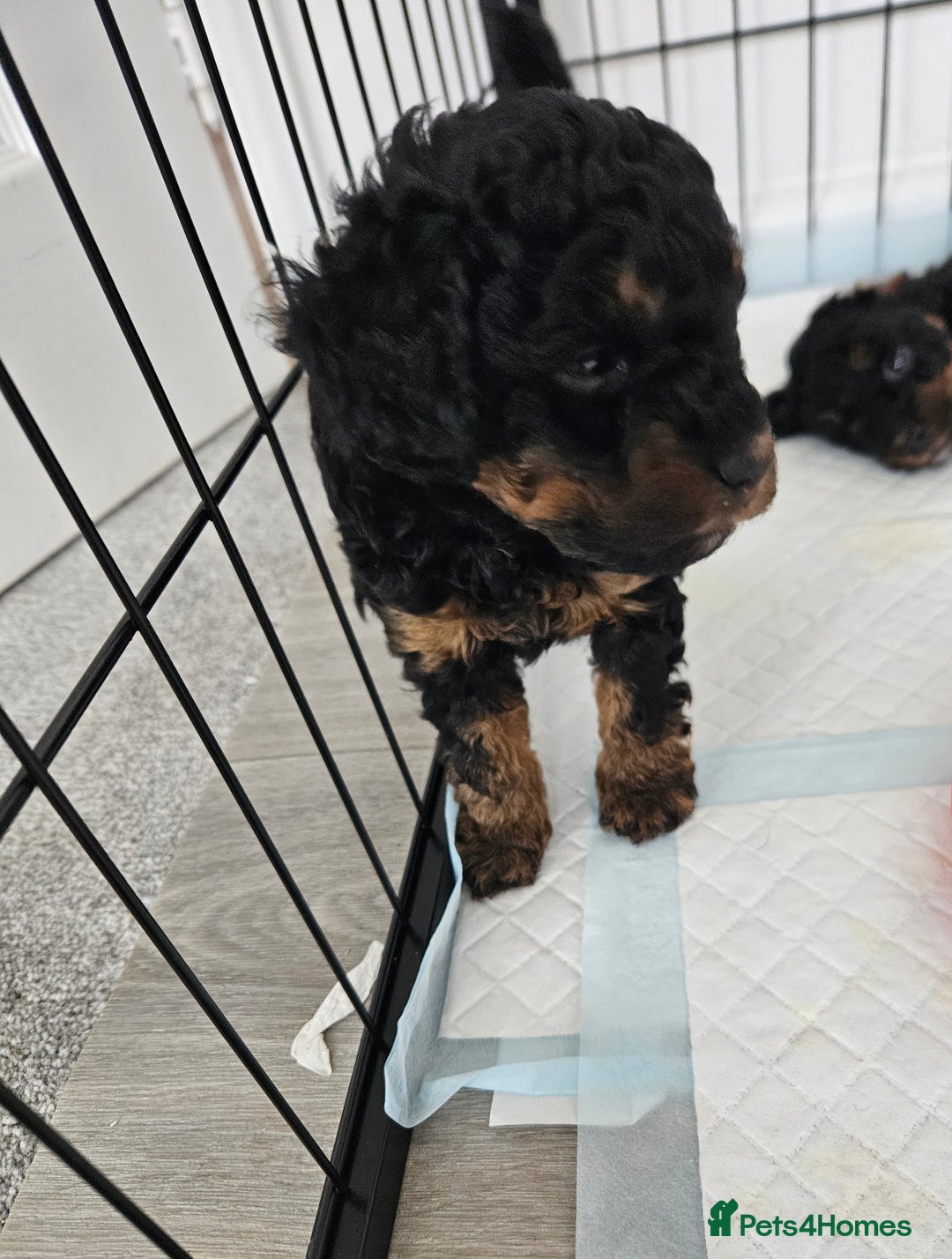 Toy Poodle dogs for sale: KC Black/Tan, Black/Cream Toy Poodles, READY NOW! in Morpeth - Image 14