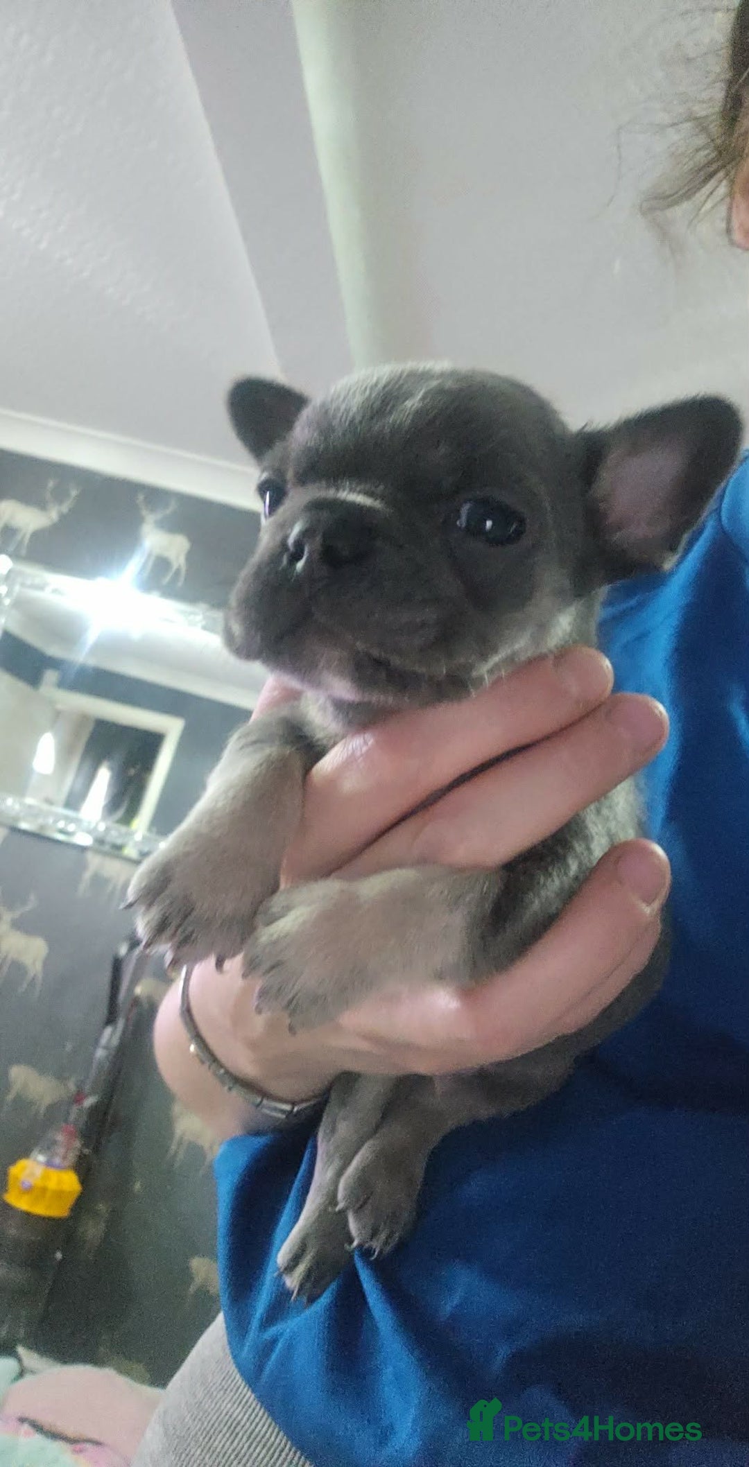 French Bulldog dogs for sale: French bulldog frenchie puppies  - Advert 15