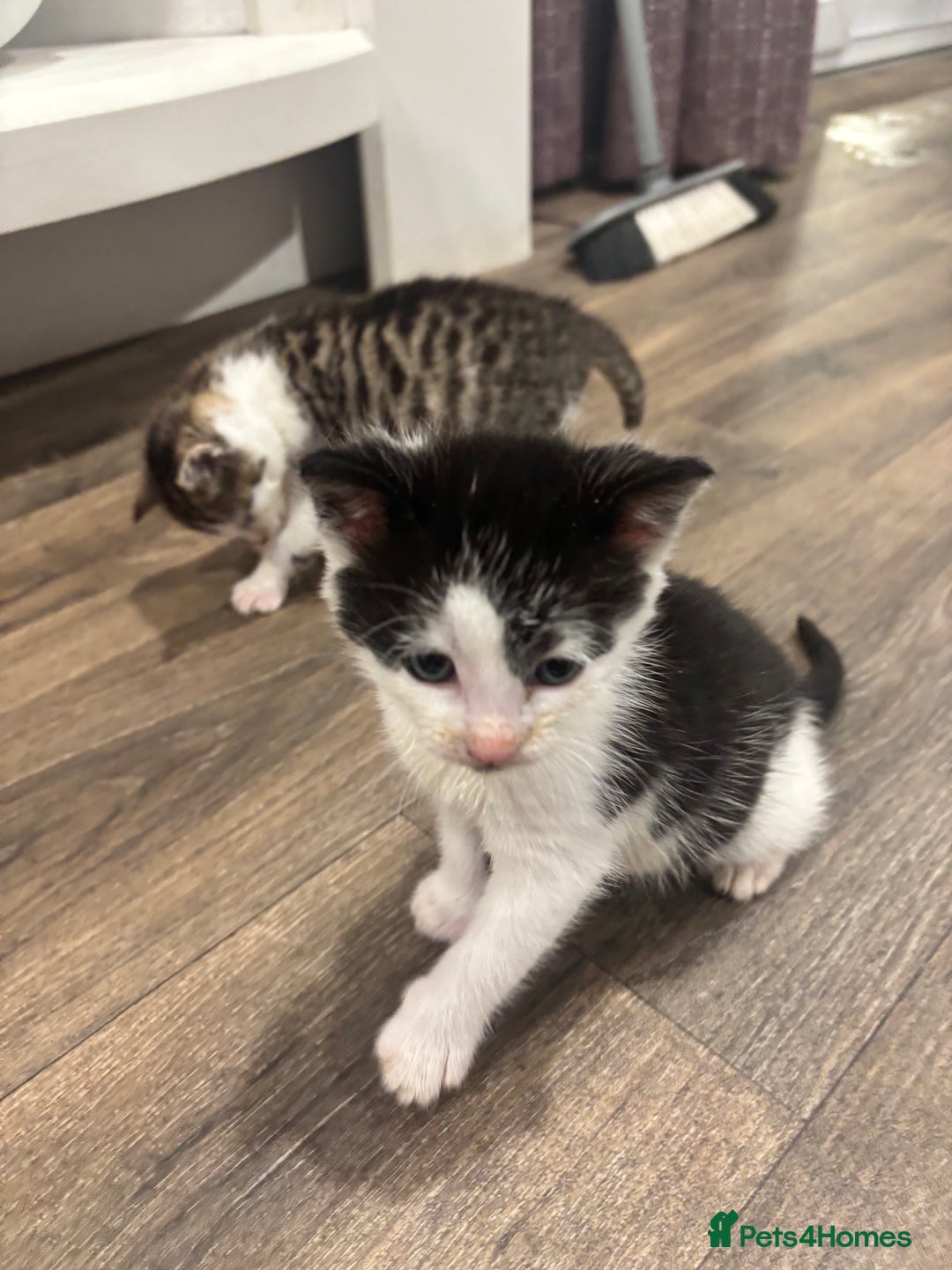 British Shorthair cats for sale: Four hand reared kittens Please read the info - Advert 14