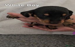 Miniature Dachshund dogs for sale: 4 week old Miniature Dachshunds - Image 18
