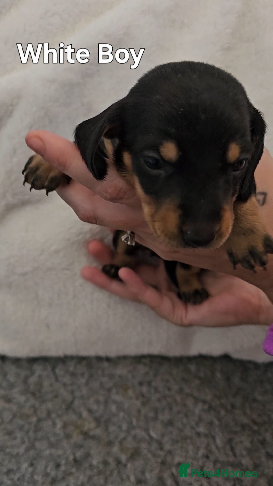 Miniature Dachshund dogs for sale: 4 week old Miniature Dachshunds - Image 18