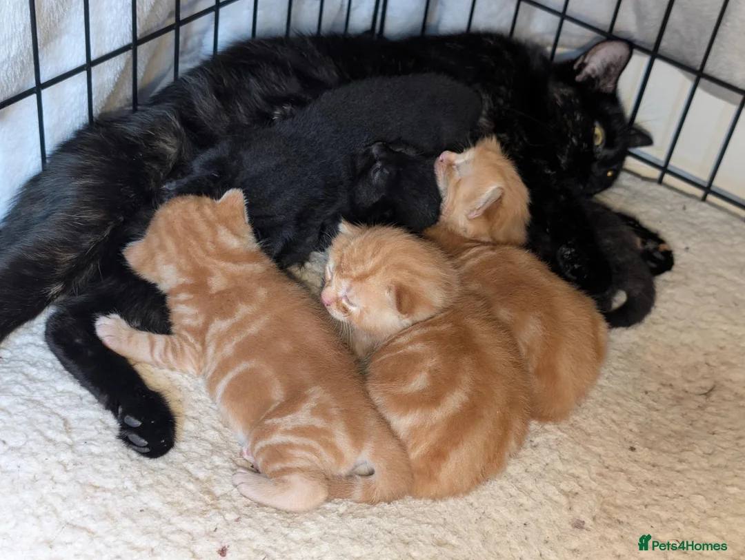 Mixed Breed cats for sale: Ginger kittens and black kittens  in Addlestone - Advert 11