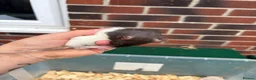 Rat rodents for sale: Male rats for sale  - Advert 4