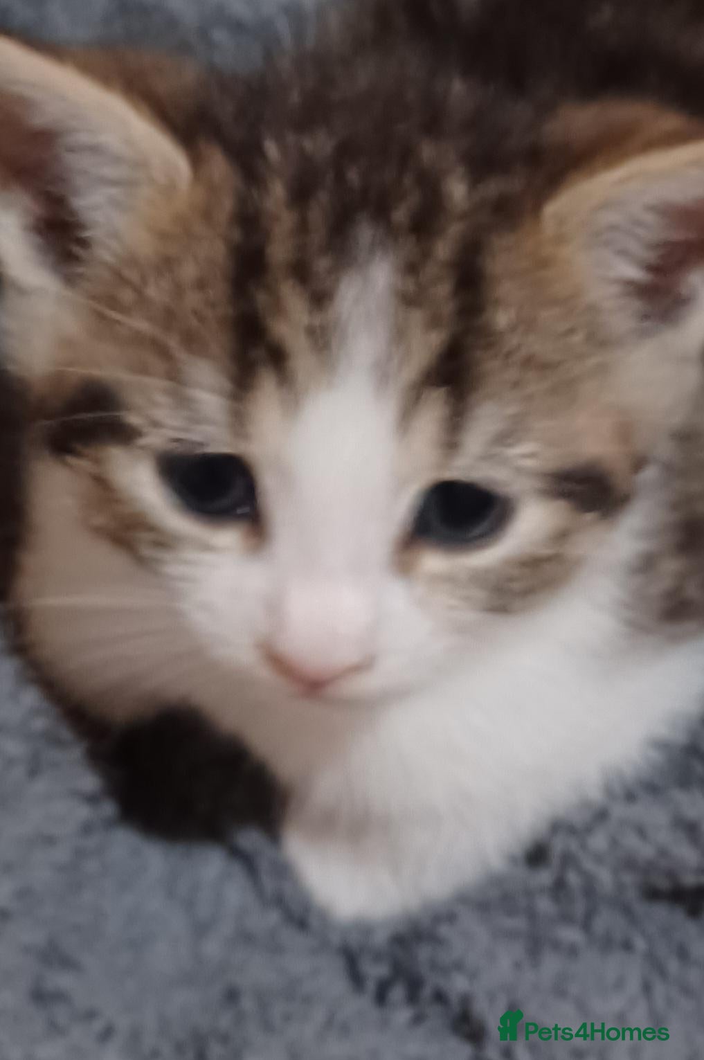 Mixed Breed cats 3boys&3 girls - Advert 2