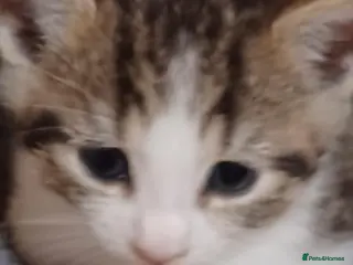 Mixed Breed cats 3boys&3 girls - Advert 2