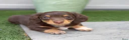 Miniature Dachshund dogs for sale: **LONGHAIRED MINIATURE DACHSHUNDS*** - Advert 3