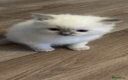 Ragdoll cats for sale: Blupoint Ragdoll - Image 2