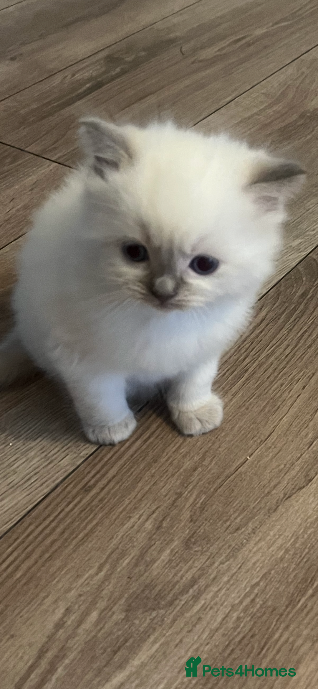Ragdoll cats for sale: Blupoint Ragdoll - Image 2