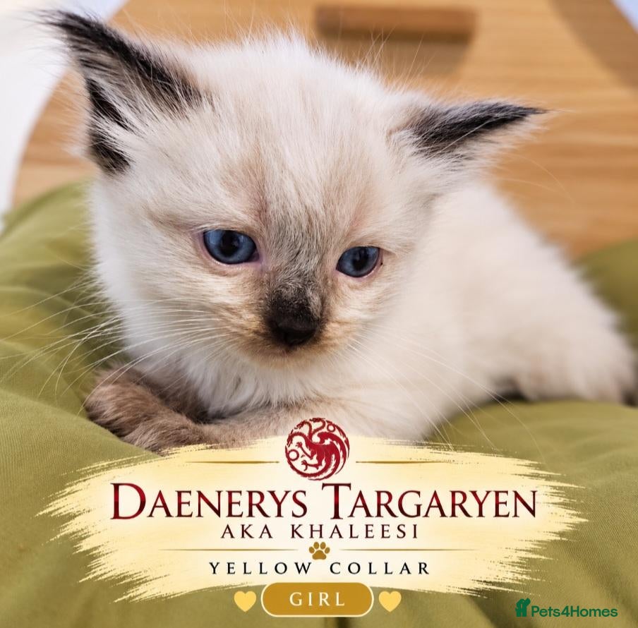 Ragdoll cats for sale: LOVELY BLUE EYED RAGDOLL KITTENS SEAL & LYNX POINT - Advert 2