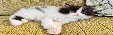 Persian 1
