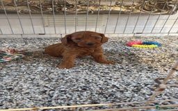 Labradoodle dogs for sale: *Labradoodle puppie F1B*   in Ware - Image 6