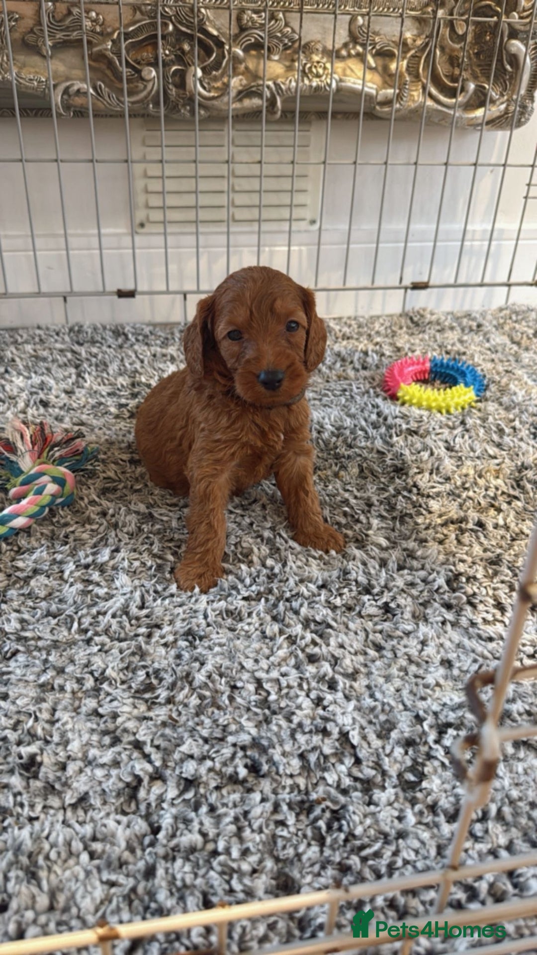 Labradoodle dogs for sale: *Labradoodle puppie F1B*   in Ware - Image 6