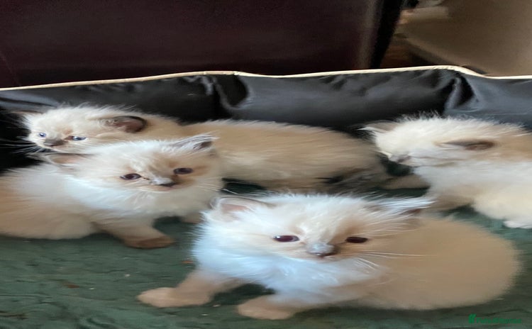 Ragdoll cats - Advert 2