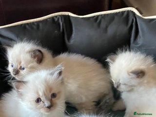 Ragdoll cats - Advert 36