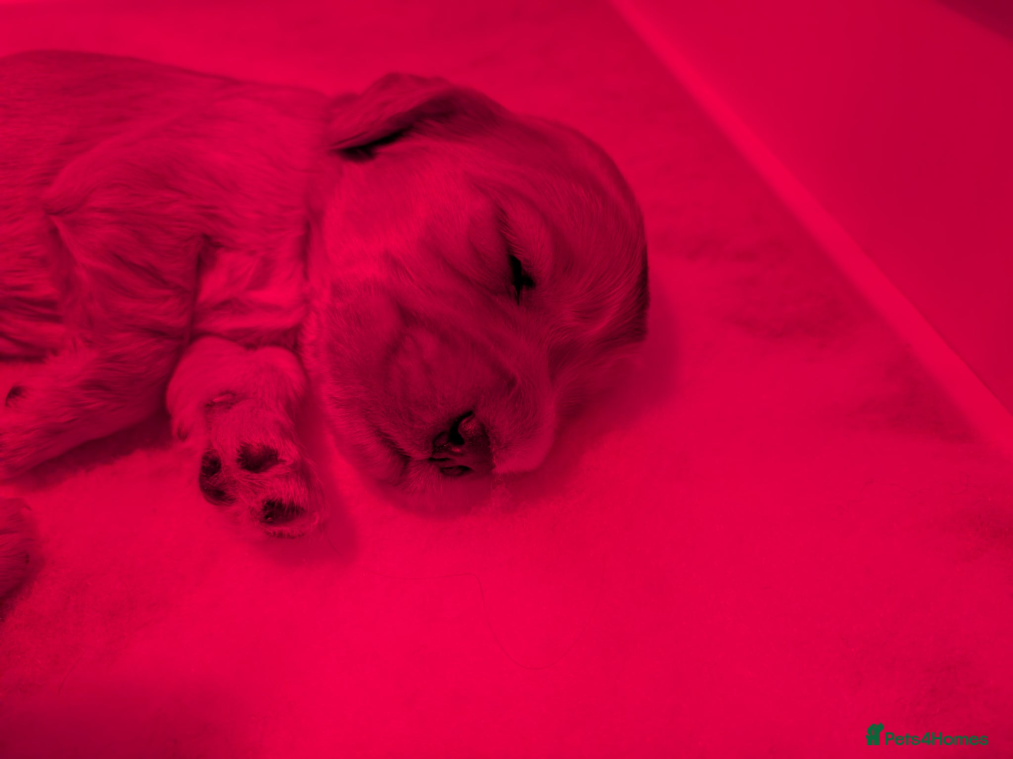 Cocker Spaniel dogs Show Type Cocker Spaniel Puppies - Advert 11