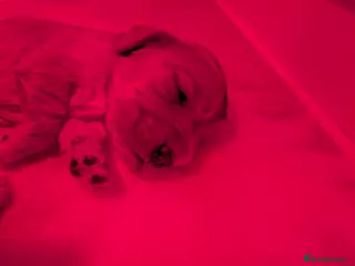 Cocker Spaniel dogs Show Type Cocker Spaniel Puppies - Advert 11