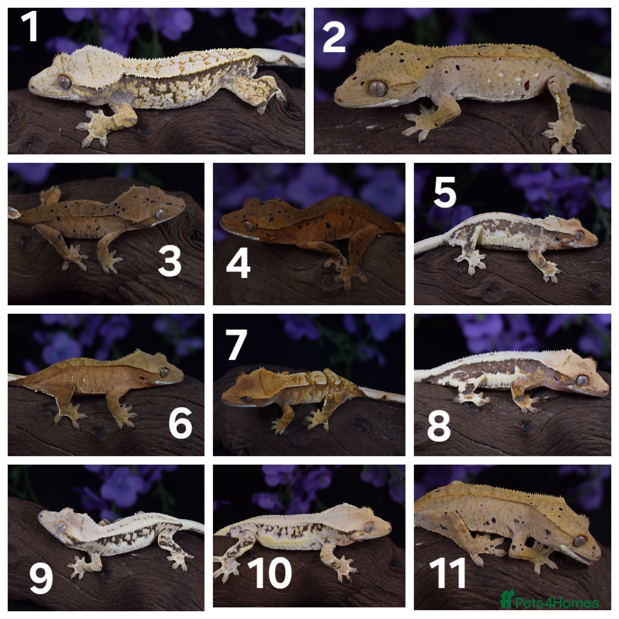 Gecko reptiles High end crested geckos - Advert 1