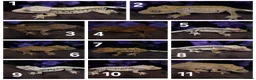 Gecko reptiles for sale: High end crested geckos - Advert 1