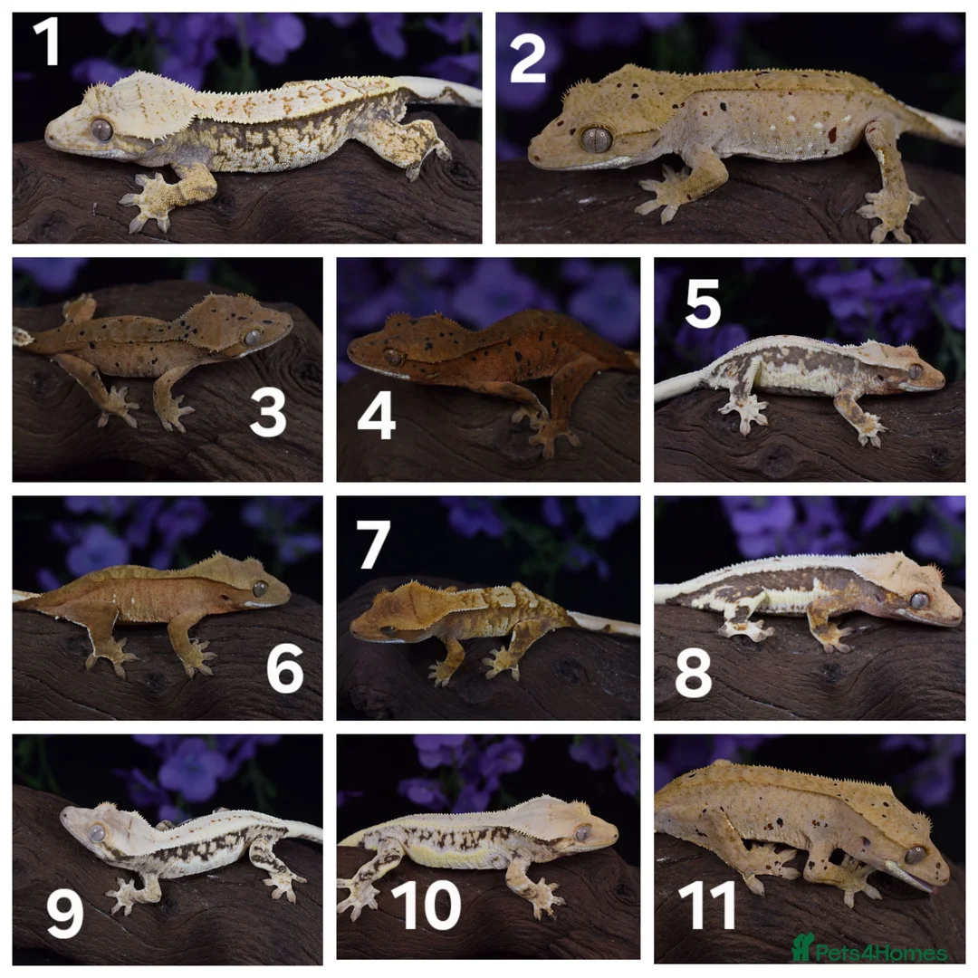Gecko reptiles for sale: High end crested geckos - Advert 1