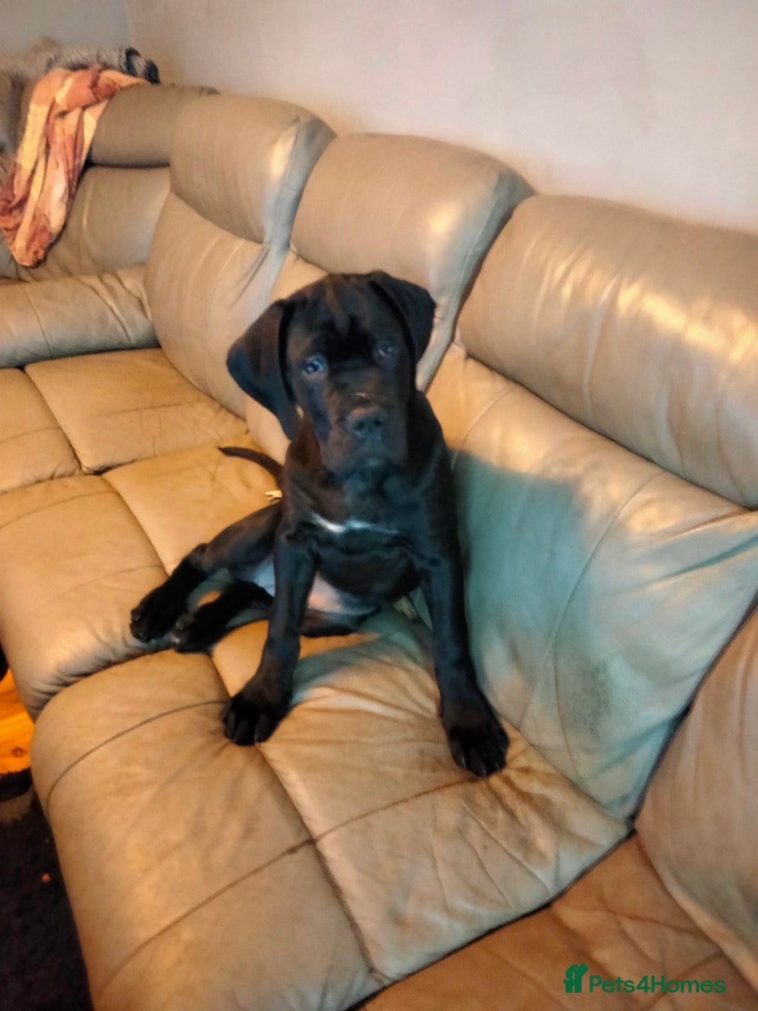 Cane Corso dogs for sale: Cane Corso XL Boy 22/12/2025 - Advert 37