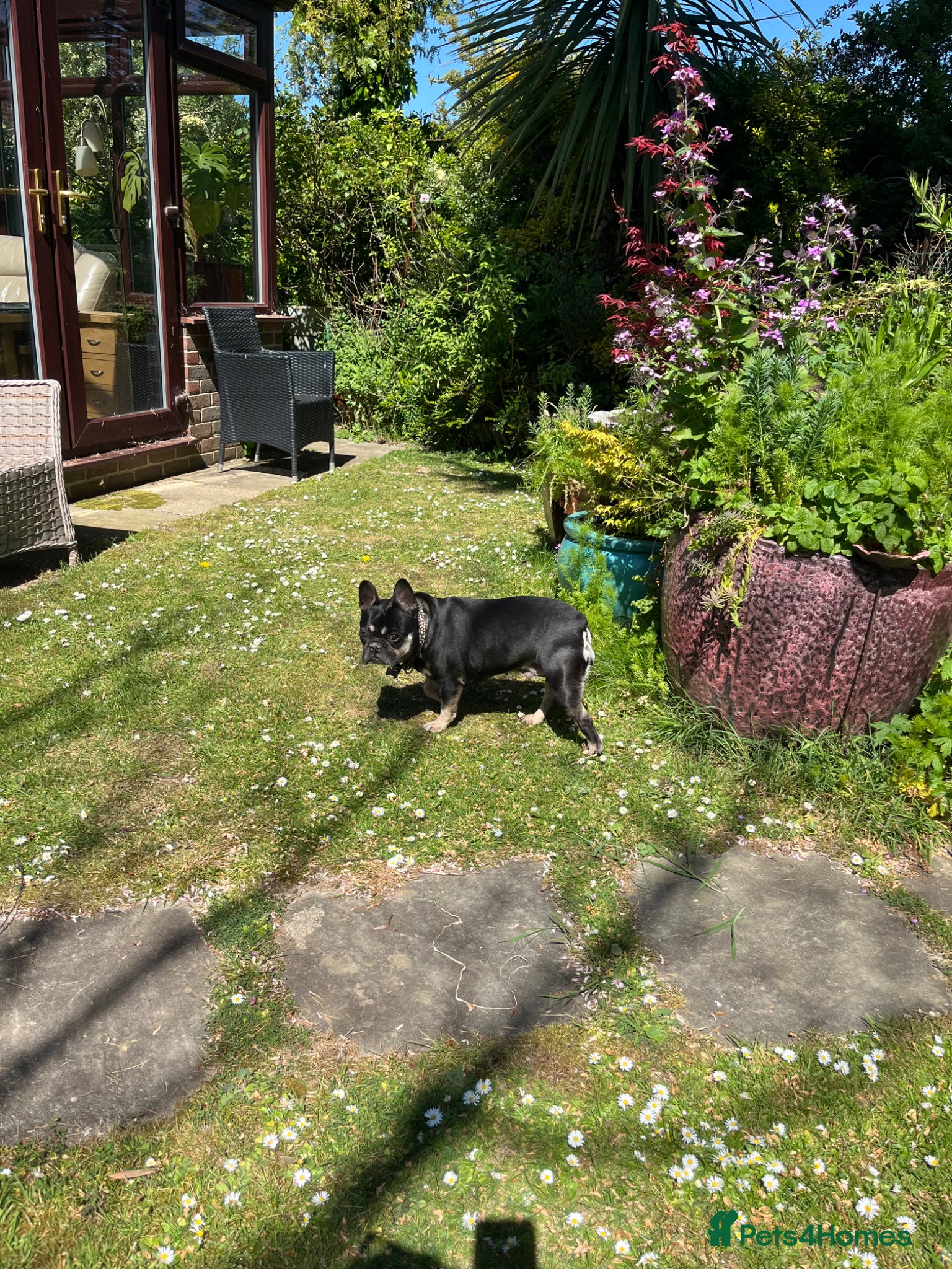 French Bulldog dogs for sale: Dog for adoption  - Advert 3