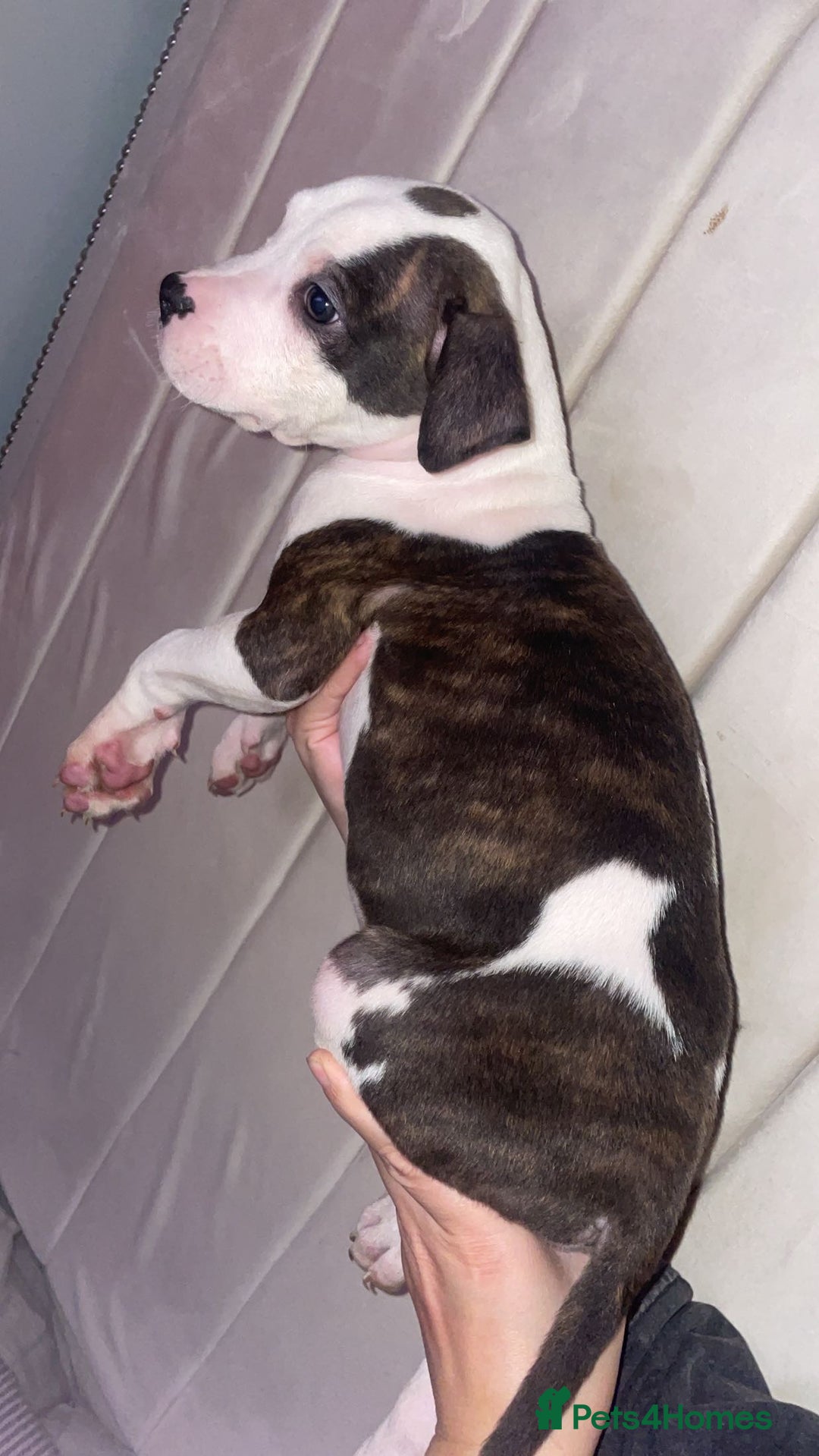 American Bulldog dogs for sale: 2 boys left  - Image 2