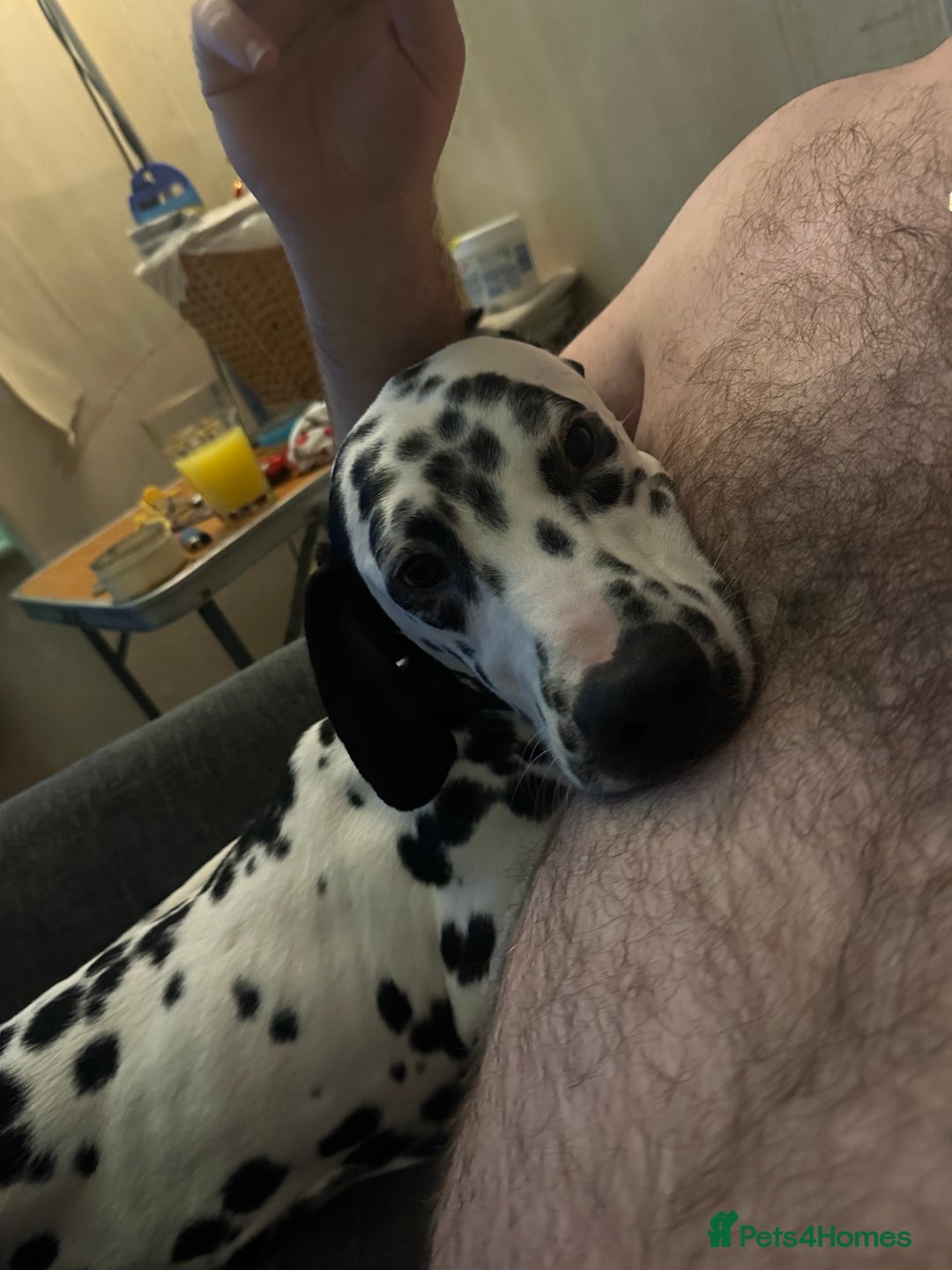 Mixed Breed dogs for sale: Dalmatian cross pointer - Advert 2