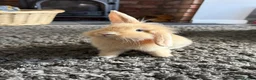Mini Lion Lop rabbits for sale: 2 x Mini Lion Lop sisters  - Advert 3