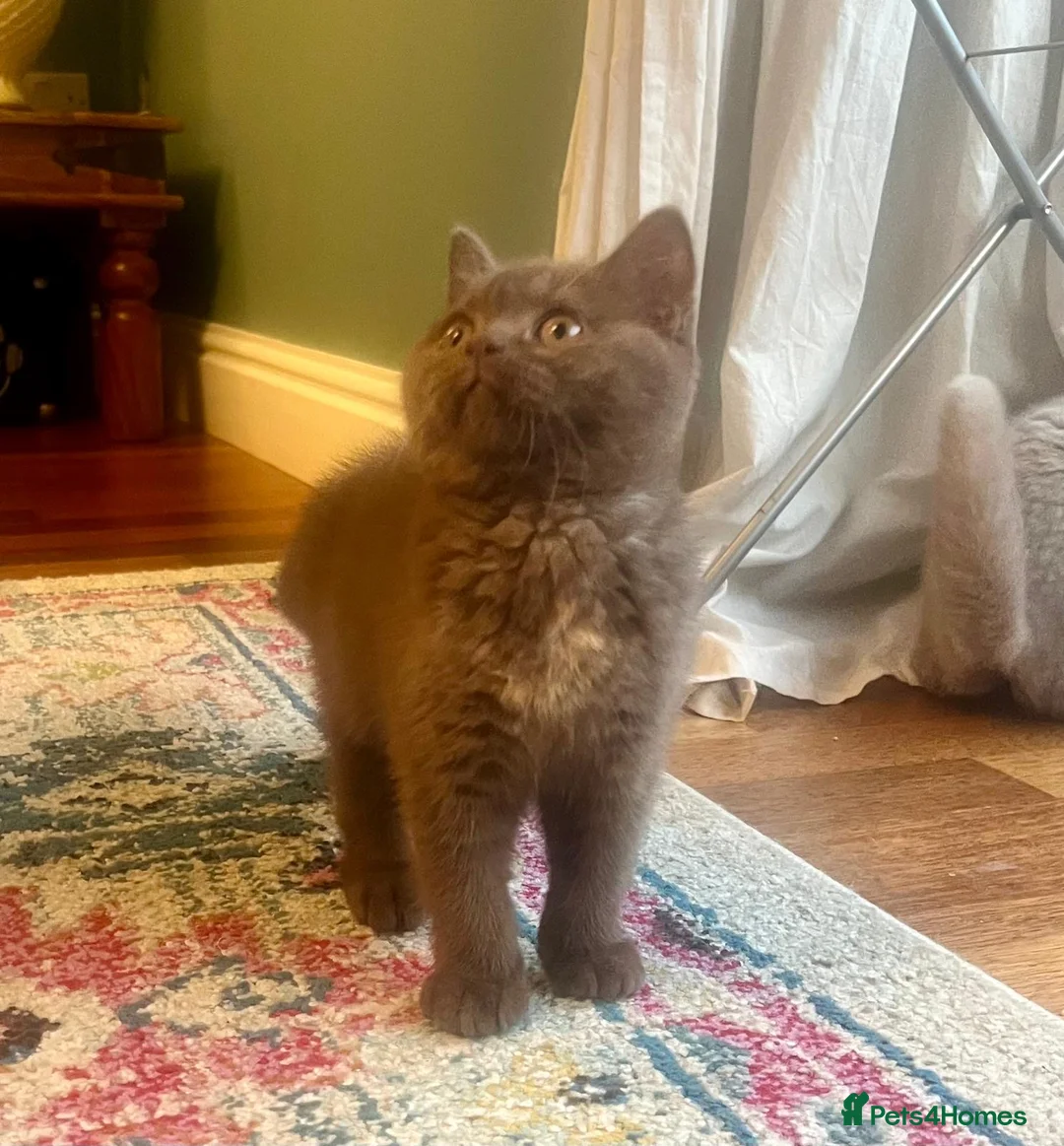 British Shorthair cats for sale: British shorthair females ready to leave soon GCCF - Advert 15