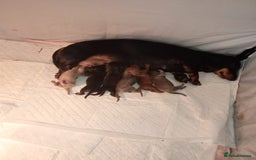 Dachshund dogs for sale: Miniature dachshunds  - Image 3