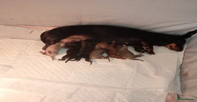 Dachshund dogs - Advert 9