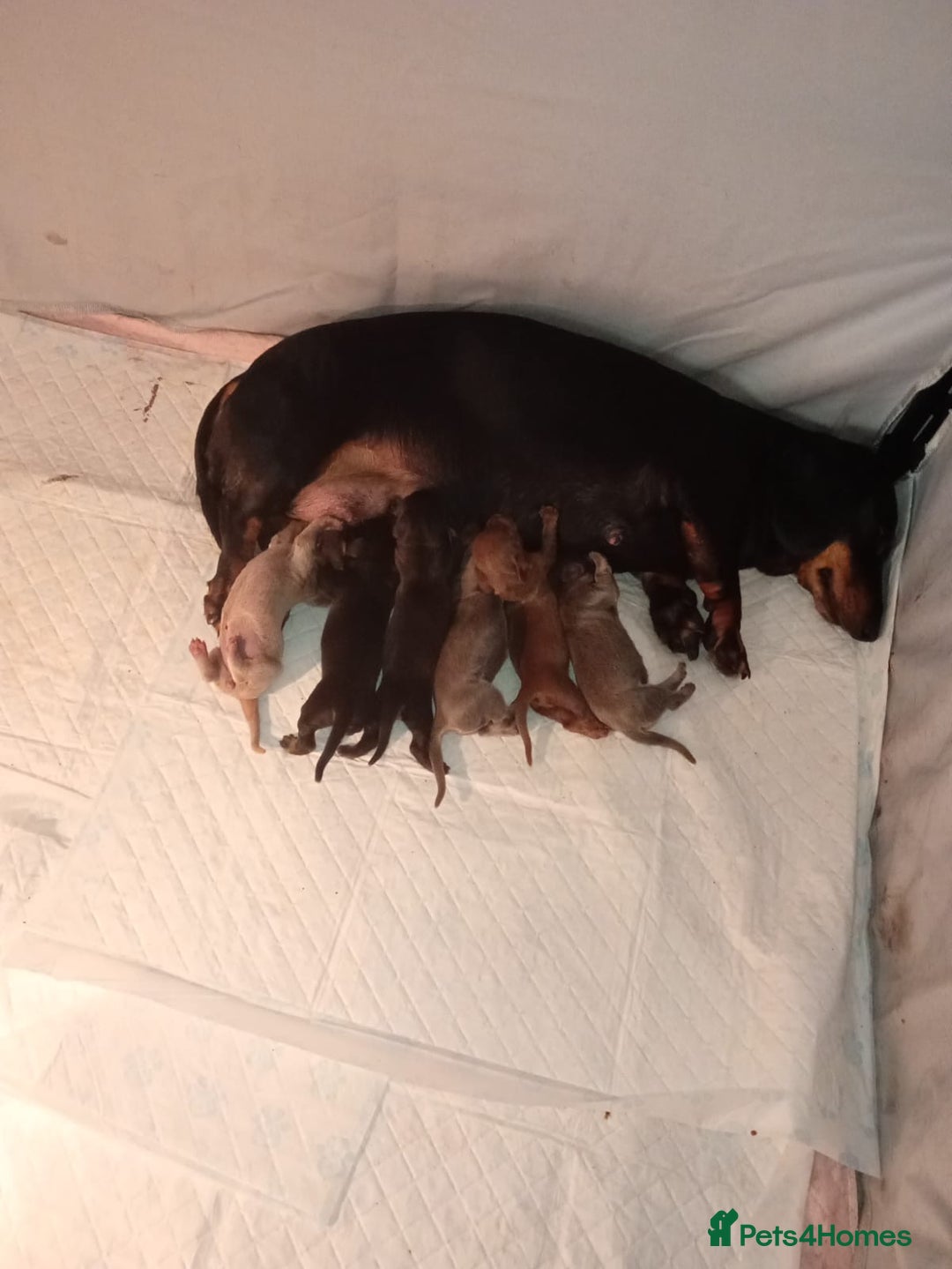 Dachshund dogs for sale: Miniature dachshunds  - Image 3