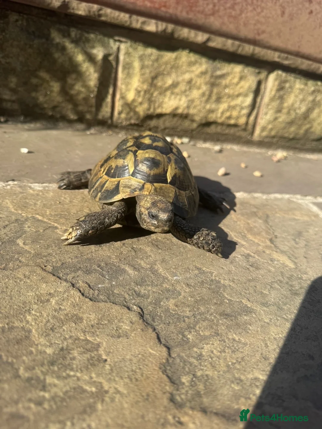 Tortoise reptiles for sale: Horsfield tortoises for loving new home in Huddersfield - Advert 2